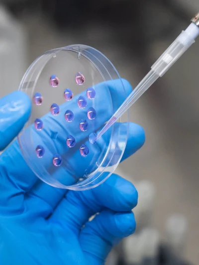 A person in blue nitrile gloves holds a petri dish with pink-and-purple liquid drops, using a pipette to add more liquid.